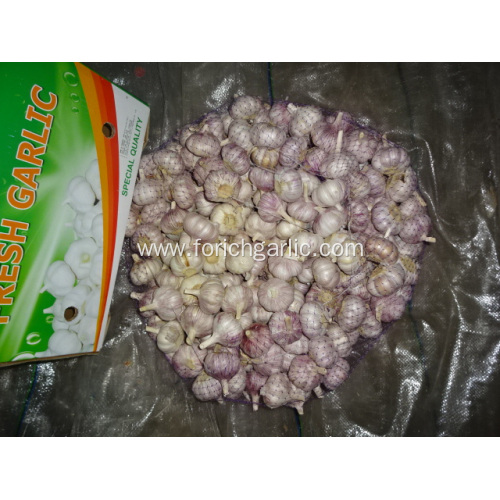 New Season Fresh 2020 Normal Garlic